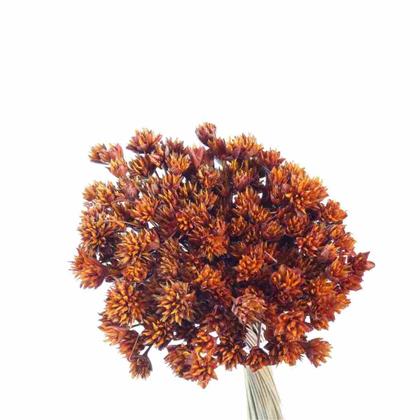 Imagem de Espeta Nariz Laranja Desidratado Sempre Viva Flores Secas