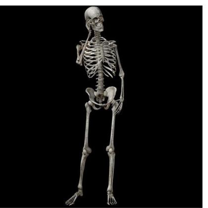 Imagem de Esqueleto Humano De Plástico Flexível Para Halloween