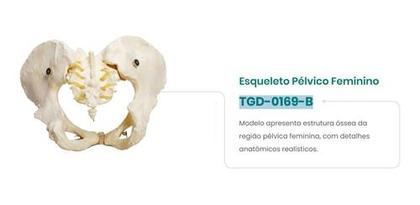Imagem de Esqueleto Pelvico Feminino Modelo Anatômico Pelve Realistico