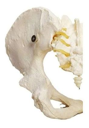 Imagem de Esqueleto Pelvico Feminino Modelo Anatômico Pelve Realistico