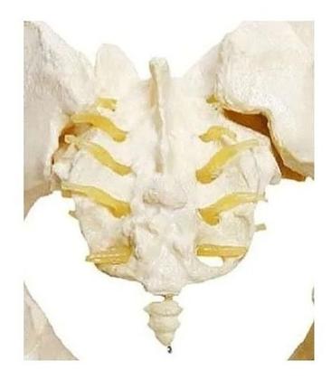 Imagem de Esqueleto Pelvico Feminino Modelo Anatômico Pelve Realistico