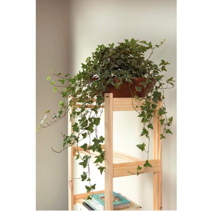 Imagem de Estante Modulare em madeira pinus com 4 prateleiras 62,2 x 30,2 x 107,2 cm