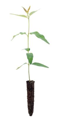 Imagem de Eucalipto Saligna p/ Produção de Lenha 3g