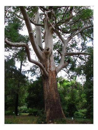 Imagem de Eucalipto Saligna p/ Produção de Lenha 3g