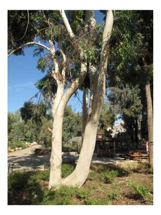 Imagem de Eucalipto Saligna p/ Produção de Lenha 3g