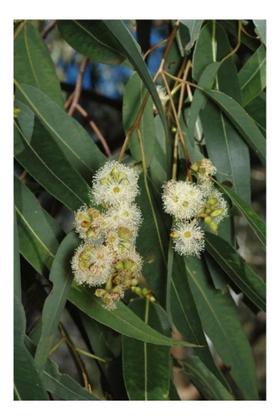 Imagem de Eucalipto Saligna p/ Produção de Lenha 3g