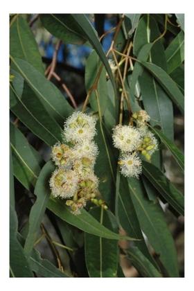 Imagem de Eucalipto Saligna p/ Produção de Lenha 5g