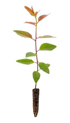 Imagem de Eucalipto Urophylla p/ Arborização 50g