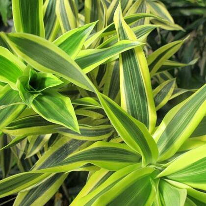 Imagem de Excelente Muda De Pleomele Variegata
