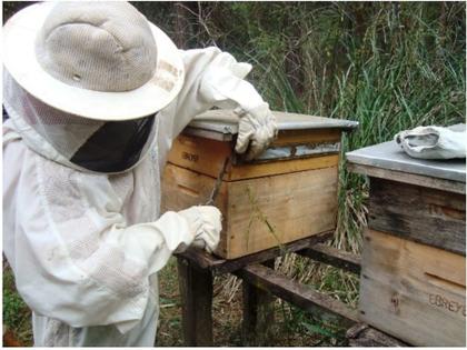 Imagem de Extrato de Propolis Verde sem Álcool 30% P.V. (Orgânico).