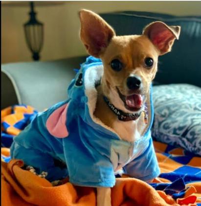 Imagem de Fantasia de animal de estimação com capuz Nekewe Shark Style, pijama de inverno