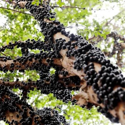 Imagem de Fertilizante Adubo Forth Jabuticabeiras 400g Jabuticaba
