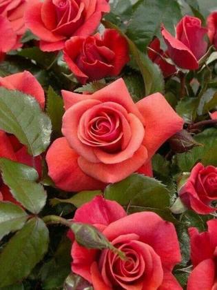 Imagem de Fertilizante Adubo Para Floração Forth Flores 400g