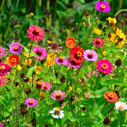 Imagem de Fertilizante Mineral Misto para Flores (120ml) DIMY