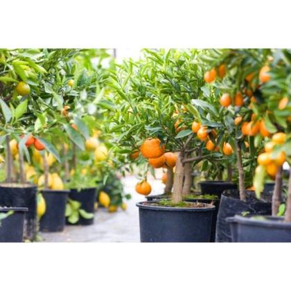 Imagem de Fertilizante Premium Cloreto de Potássio KCl CPC Garden