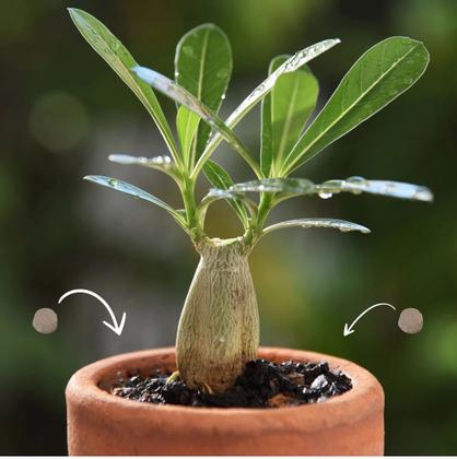 Imagem de Forth Substrato Para Rosa Do Deserto 2kg - Forth Jardim