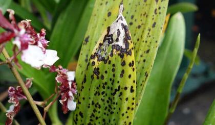 Imagem de Fungicida Defensor Pronto Uso Forth 500ml para Plantas