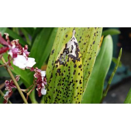 Imagem de Fungicida Defensor Pronto Uso Forth 500ml para Plantas