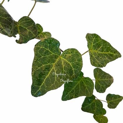 Imagem de Hera Hedera Helix Planta Natural Pendente Na Cuia Linda