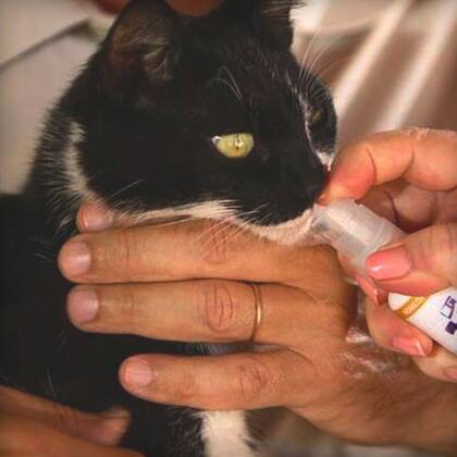 Imagem de Homeopatia Fusfelis Homeo Pet Real H - 30 mL