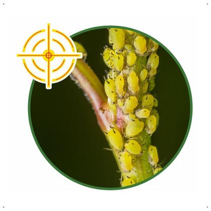 Imagem de Inseticida Forth Mata Pulgão Pronto Uso - 500ml