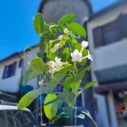 Imagem de Jasmim de Madagascar Trepadeira Linda Elegante e Perfumada