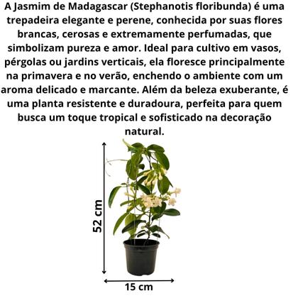 Imagem de Jasmim de Madagascar Trepadeira Linda Elegante e Perfumada