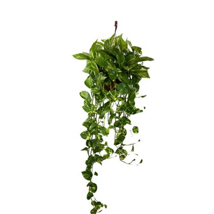 Imagem de Jiboia Verde Variegata Planta Natural Cuia 21 Com 1m Grande