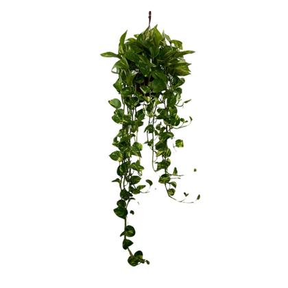 Imagem de Jiboia Verde Variegata Planta Natural Cuia 21 Com 1m Grande