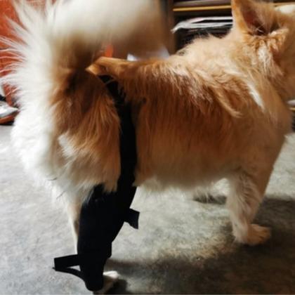 Imagem de Joelheira Cães Gato Cachorro Ajuda Na Luxação da Pata Tala PPP/PP/P/M/G