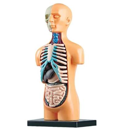 Imagem de Jogo Lab Corpo Humano