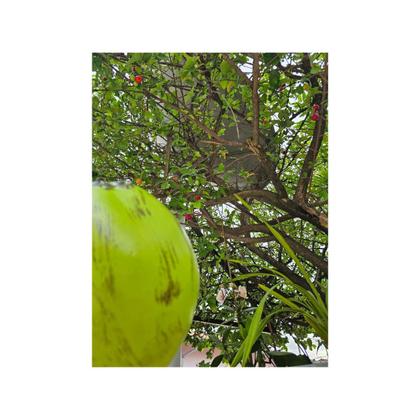 Imagem de Kit 10 Coco Decorativo Verde Plástico Carnaval Festa Fruta