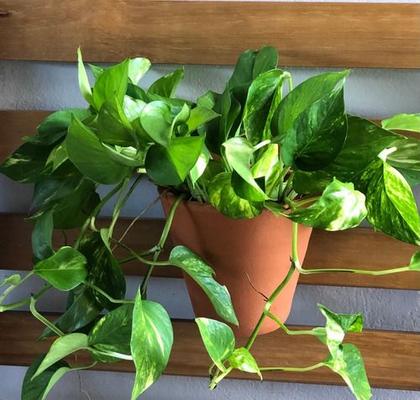 Imagem de Kit 10 Ganchos P/ Pendurar Vasos E Flores