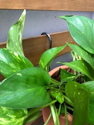 Imagem de Kit 10 Ganchos P/ Pendurar Vasos E Flores