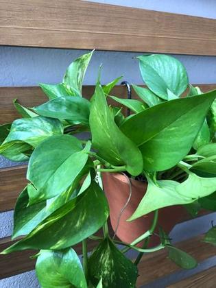 Imagem de Kit 10 Ganchos P/ Pendurar Vasos E Flores