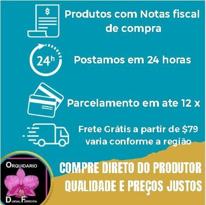 Imagem de Kit 10 Orquideas Walkerianas Variadas  Cod 10 - Selecionadas