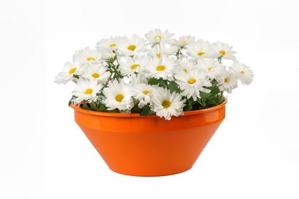 Imagem de Kit 10 Peças De Cachepô Cuia Tamanho P Em Alumínio Com Pintura Eletrostática 