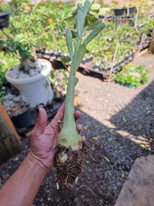 Imagem de KIT 10 Rosa Do Deserto 1 Ano Cores Sortidas Simples e Dobradas