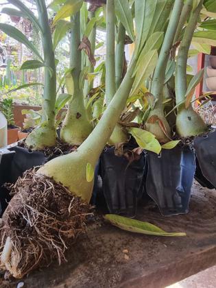 Imagem de KIT 10 Rosa Do Deserto 1 Ano Cores Sortidas Simples e Dobradas