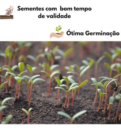Imagem de Kit 10 Sementes De Hortaliças Primeira Horta Alta Germinação
