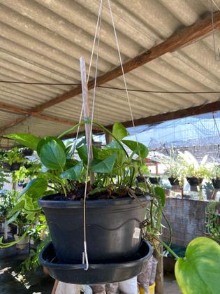 Imagem de KIT 10 unid. - Cabo De Aço 60 cm Corrente De Vasos Plastico Ceramica