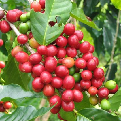 Imagem de Kit 100 Mudas de Cafe Arabica 20 a 40cm AMK - Plantas Online