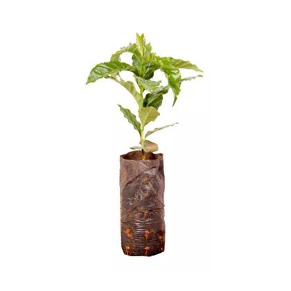 Imagem de Kit 100 Mudas de Cafe Arabica 20 a 40cm AMK - Plantas Online