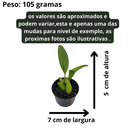Imagem de Kit 12 Orquideas Variadas Planta Exótica Mudas Rara Pote 7