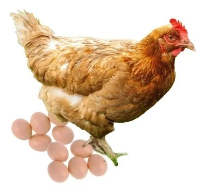 Imagem de Kit 12 Ovos Indez De Plástico - Estimula A Galinha Botar Mais Ovos