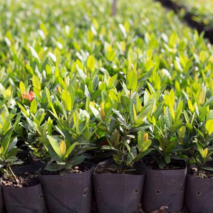 Imagem de KIt 15 Embalagem para Mudas Plantas 1L Nutriplan