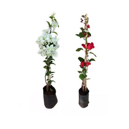 Imagem de Kit 2 Mudas Primavera Vermelha Branca 50 a 80 Plantas Online