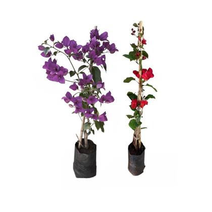 Imagem de Kit 2 Mudas Primavera Vermelha Roxa 20 a 40 Plantas Online