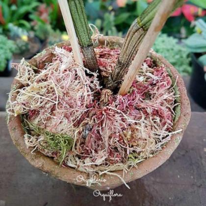 Imagem de Kit 2 Musgos Sphagnum 5 Litros Substrato P/ Plantas Orquídea