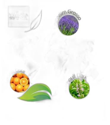 Imagem de Kit 2 Óleos Essenciais 20Ml Canela + Cedro Da Virgínia Puro